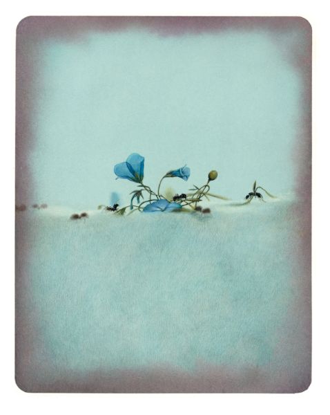 Soie, Fleurs bleues, 2012