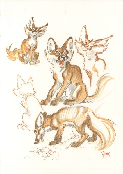 Brousaille, Etude de renard