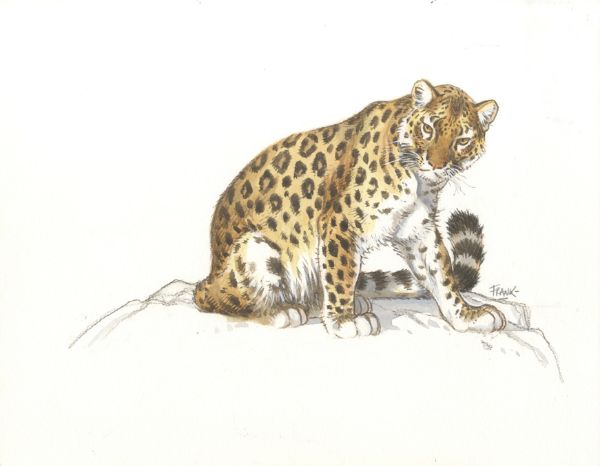 La panth&egrave;re de Mandchourie